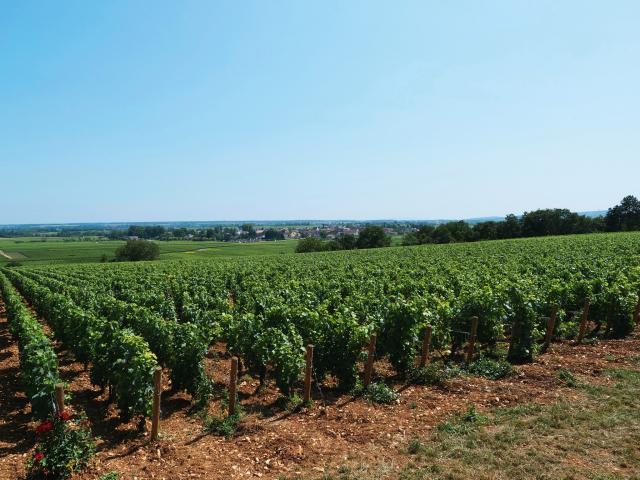 Vineyard - Edouard Delaunay Puligny-Montrachet Le Village