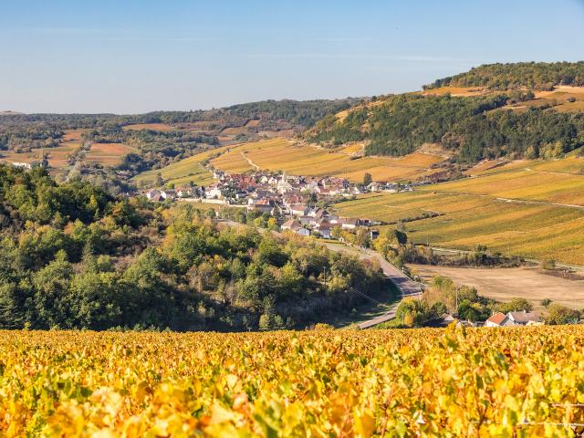 Vineyard - Edouard Delaunay Saint-Aubin