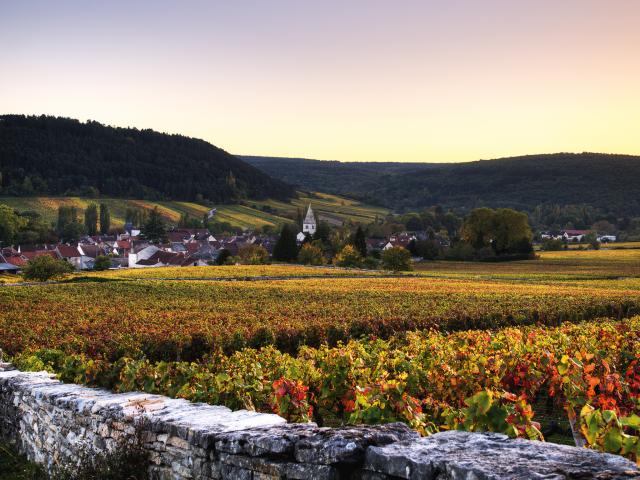 Vineyard - Edouard Delaunay Septembre Chardonnay