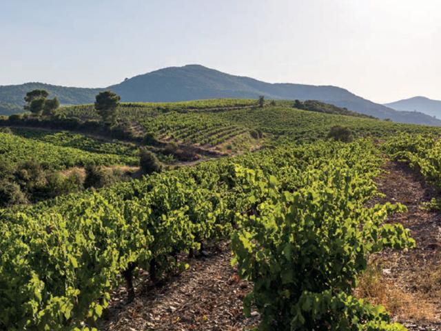 Ambiance Vignes - Les Jamelles
