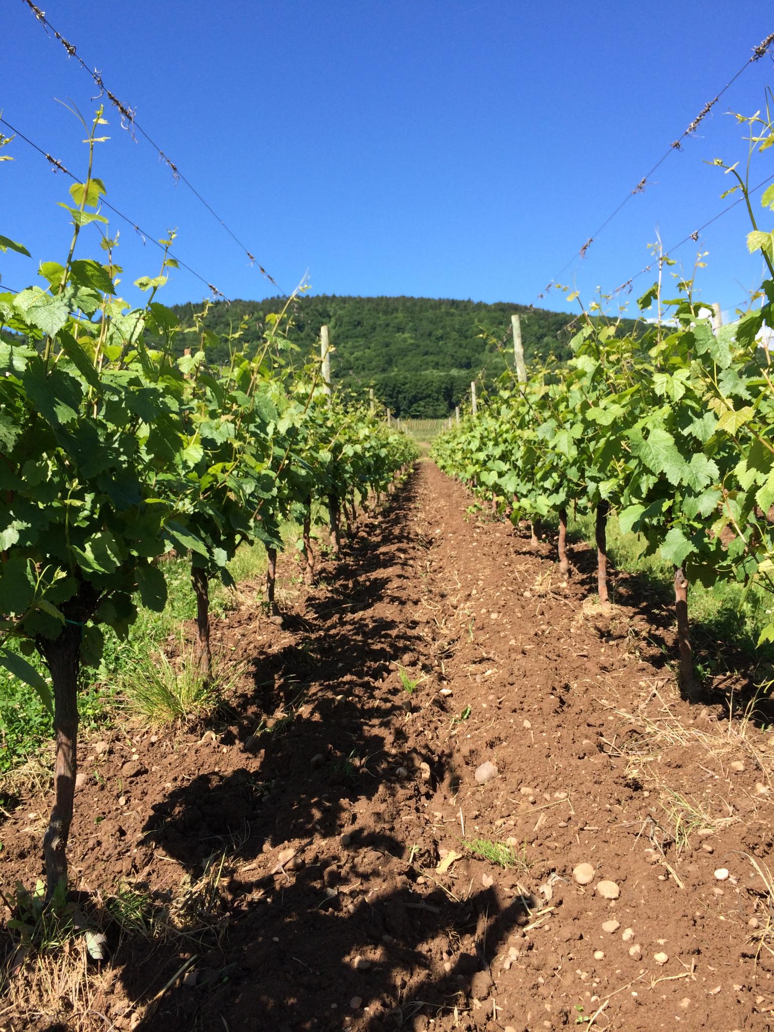 Blancs de Terroir