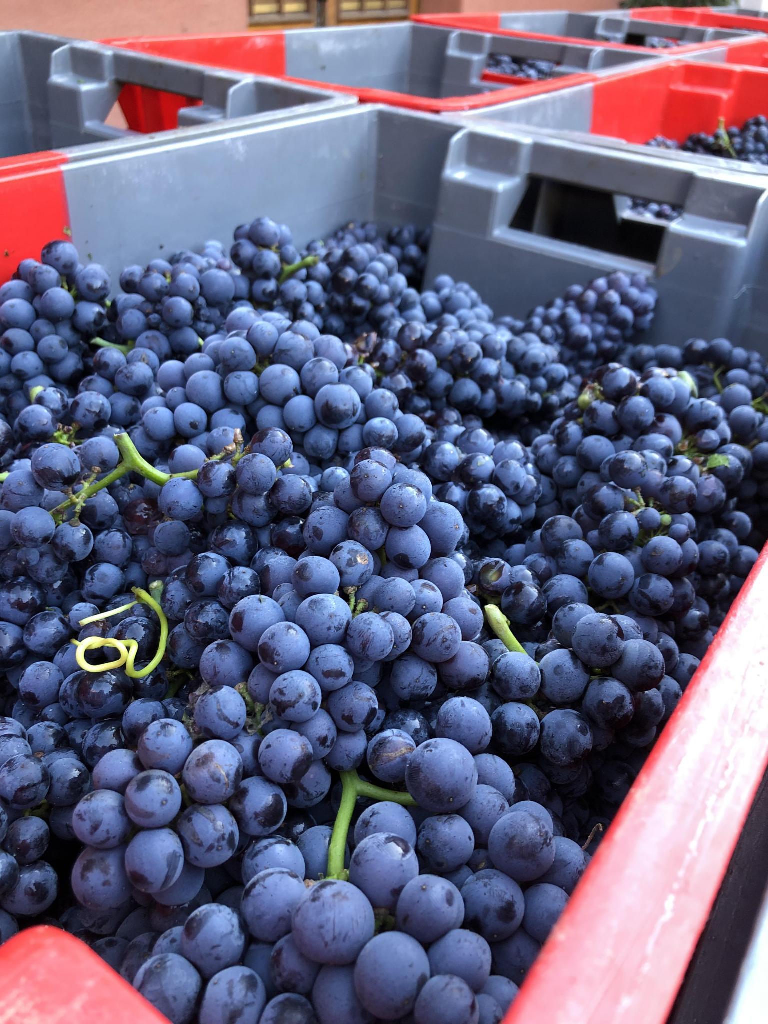 Les Pinots Noirs