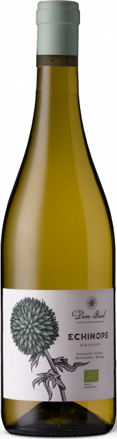 Dom Brial, Echinops, Blanc, 2024