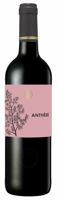 ANTHESE BORDEAUXSUPERIEUR