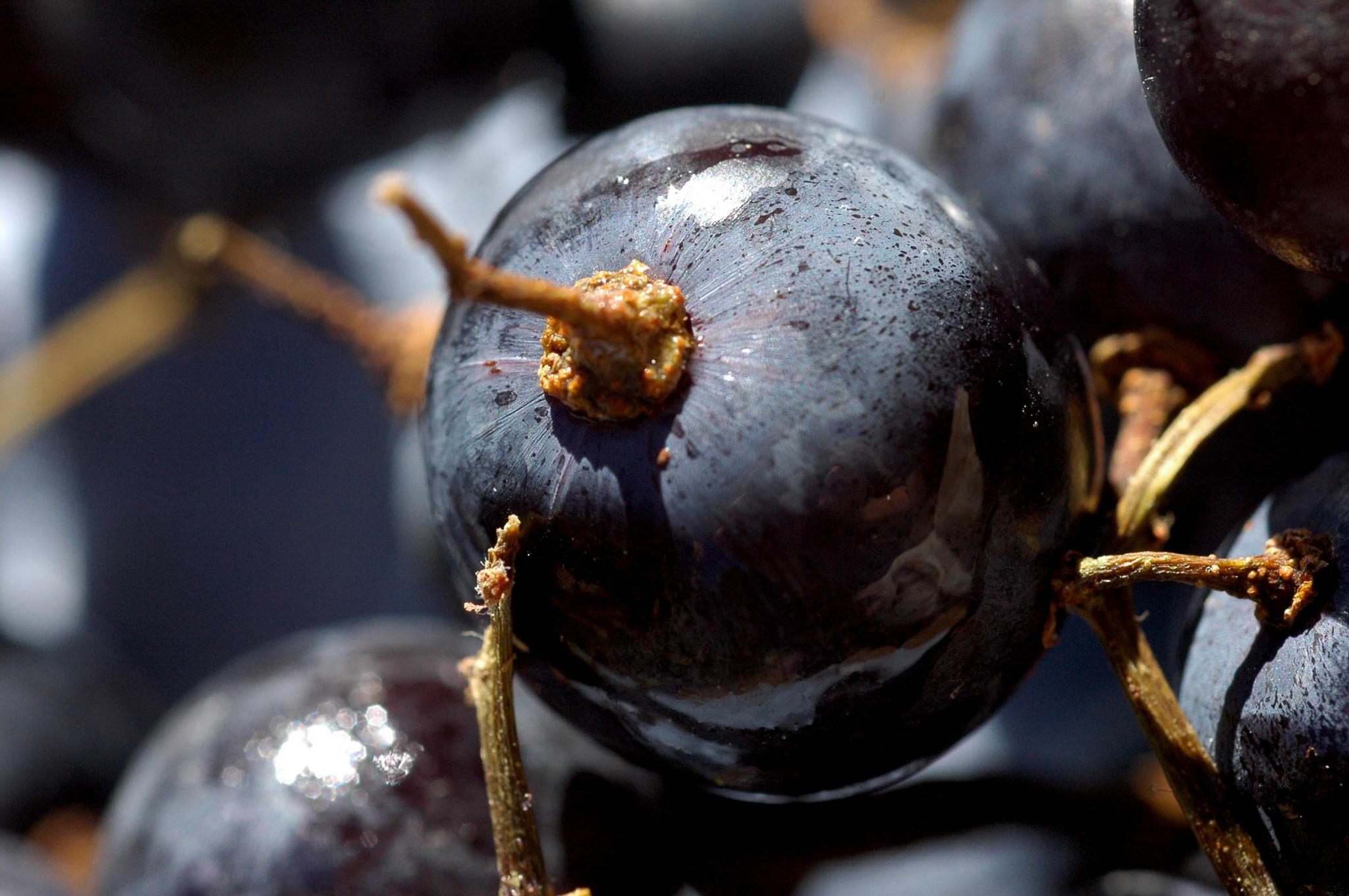 Vinification