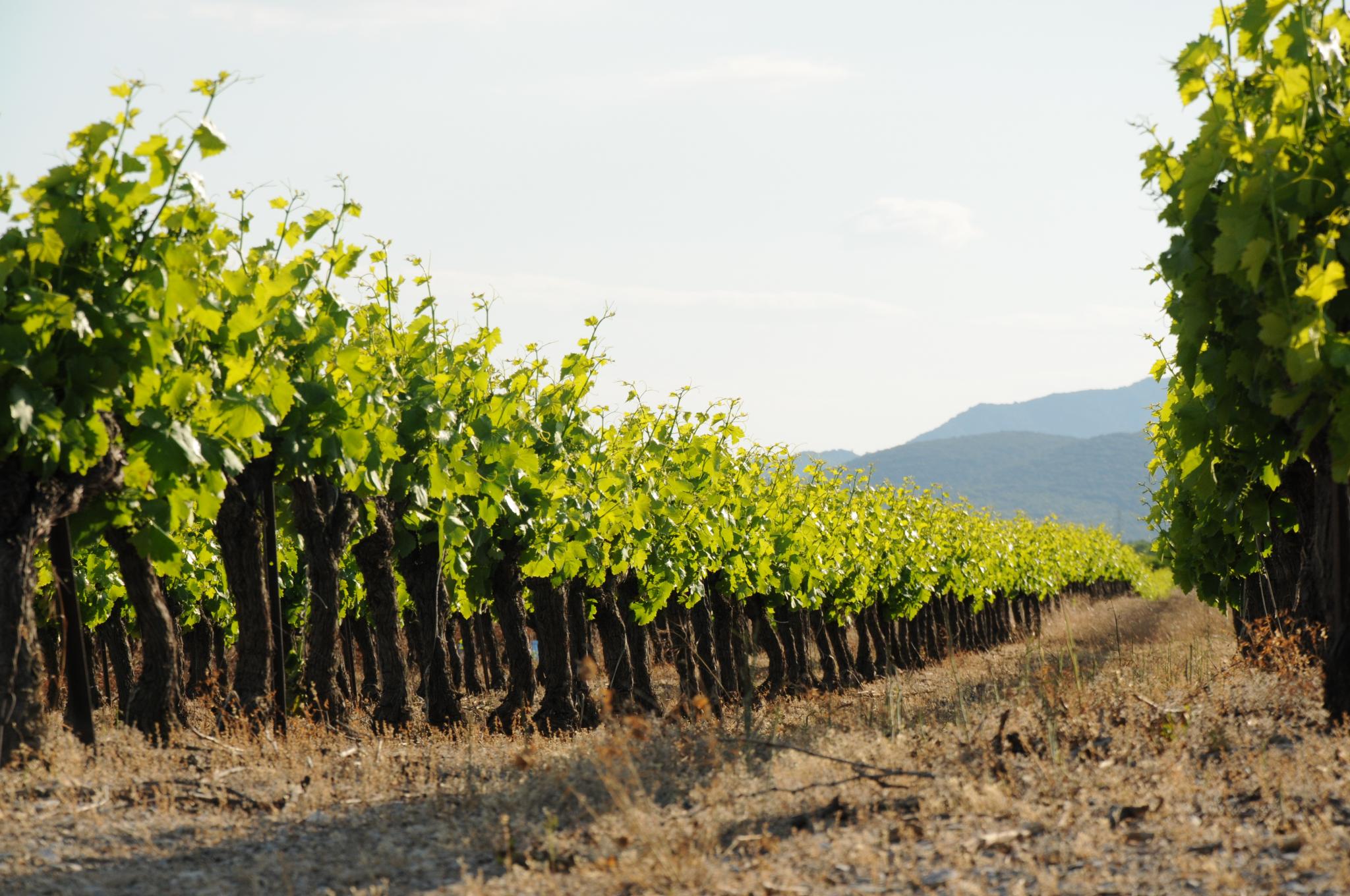 Terroir