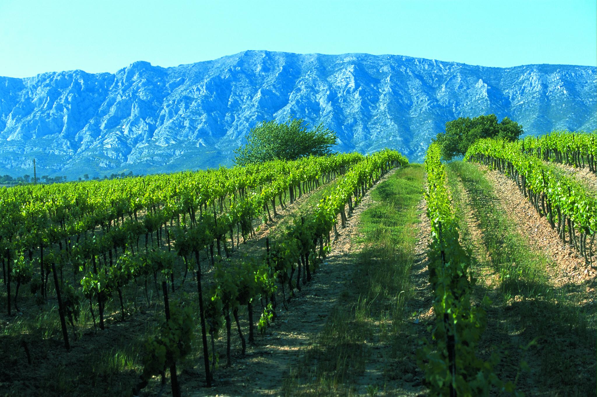 A contrasting terroir at the foot of the Sainte Victoire Mountain