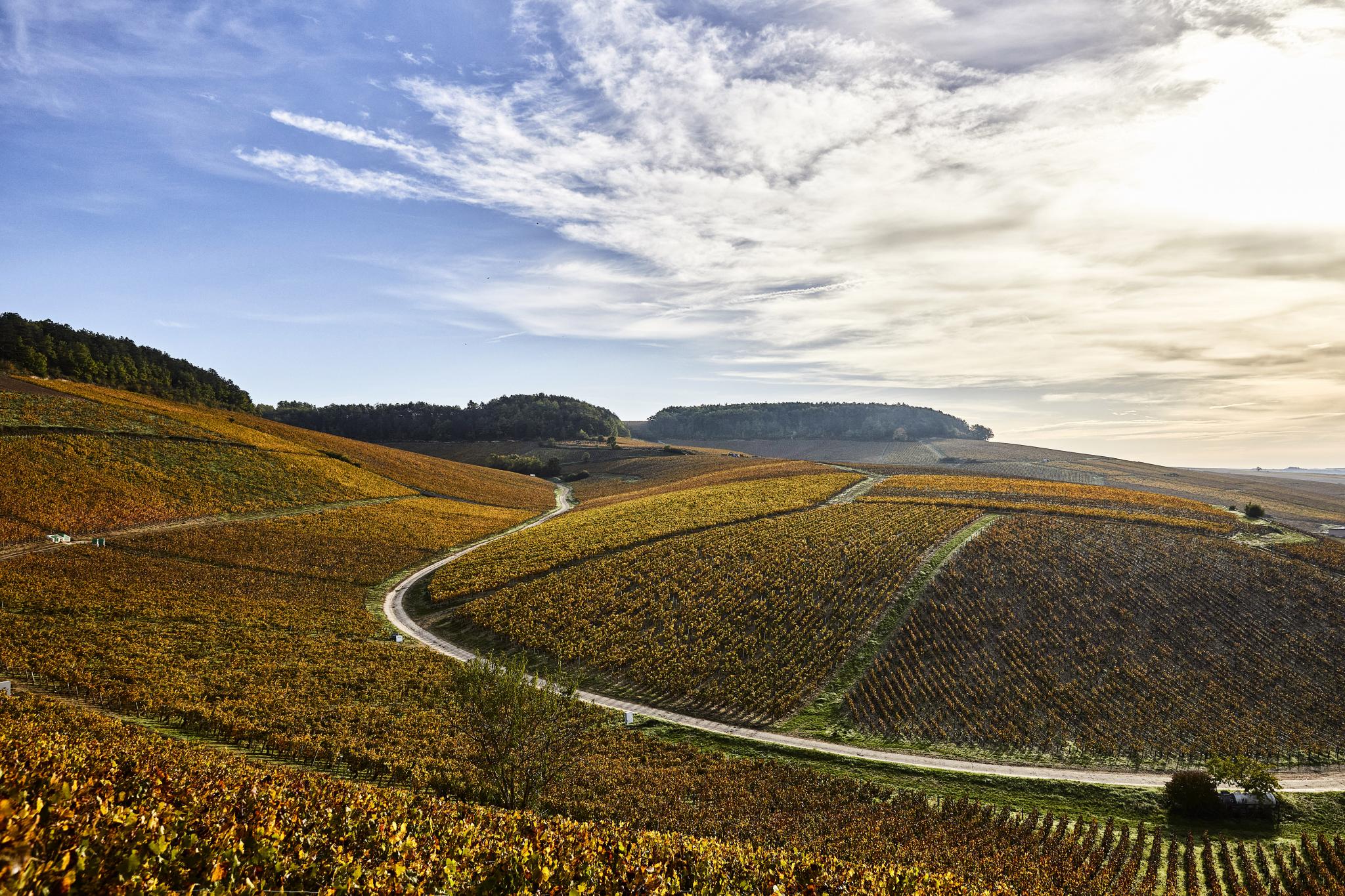 Domaine William Fèvre