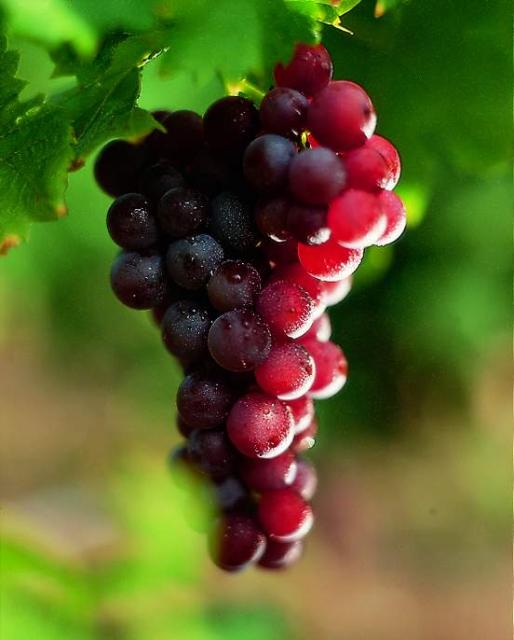 Muscat_d_Alsace_grape.JPG