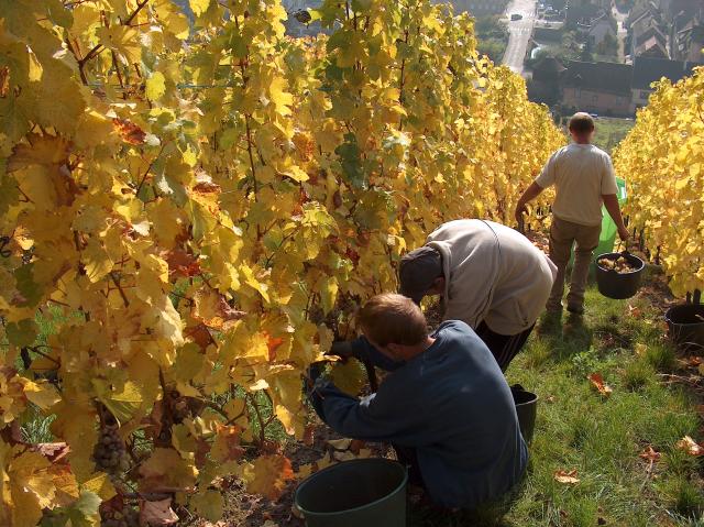 Harvest in the Schoenenbourg