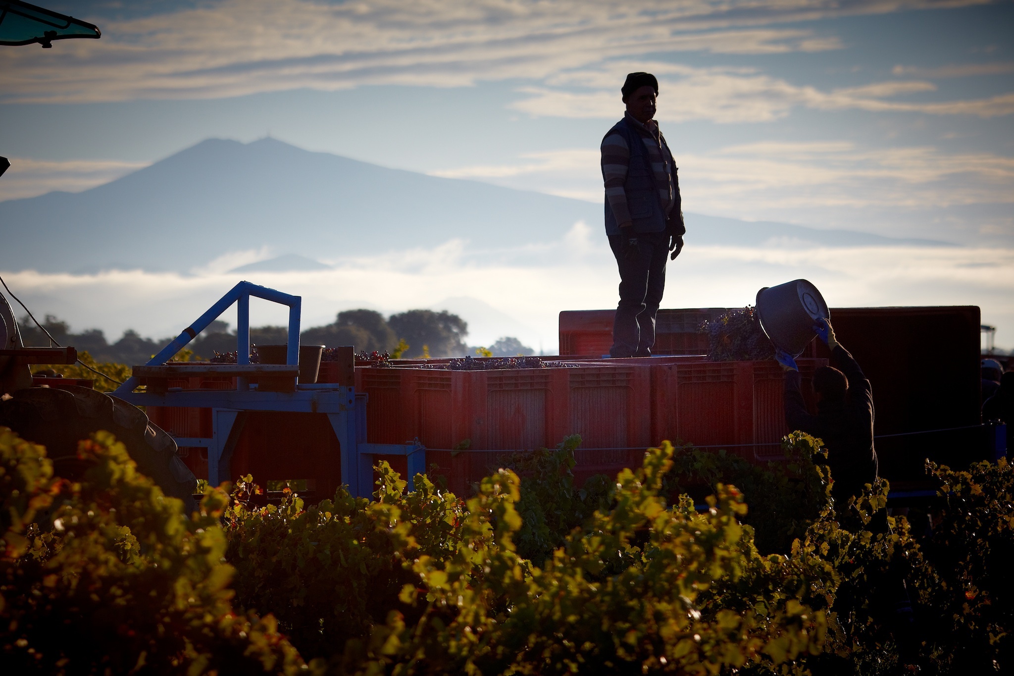 Les vendages au Beaucastel