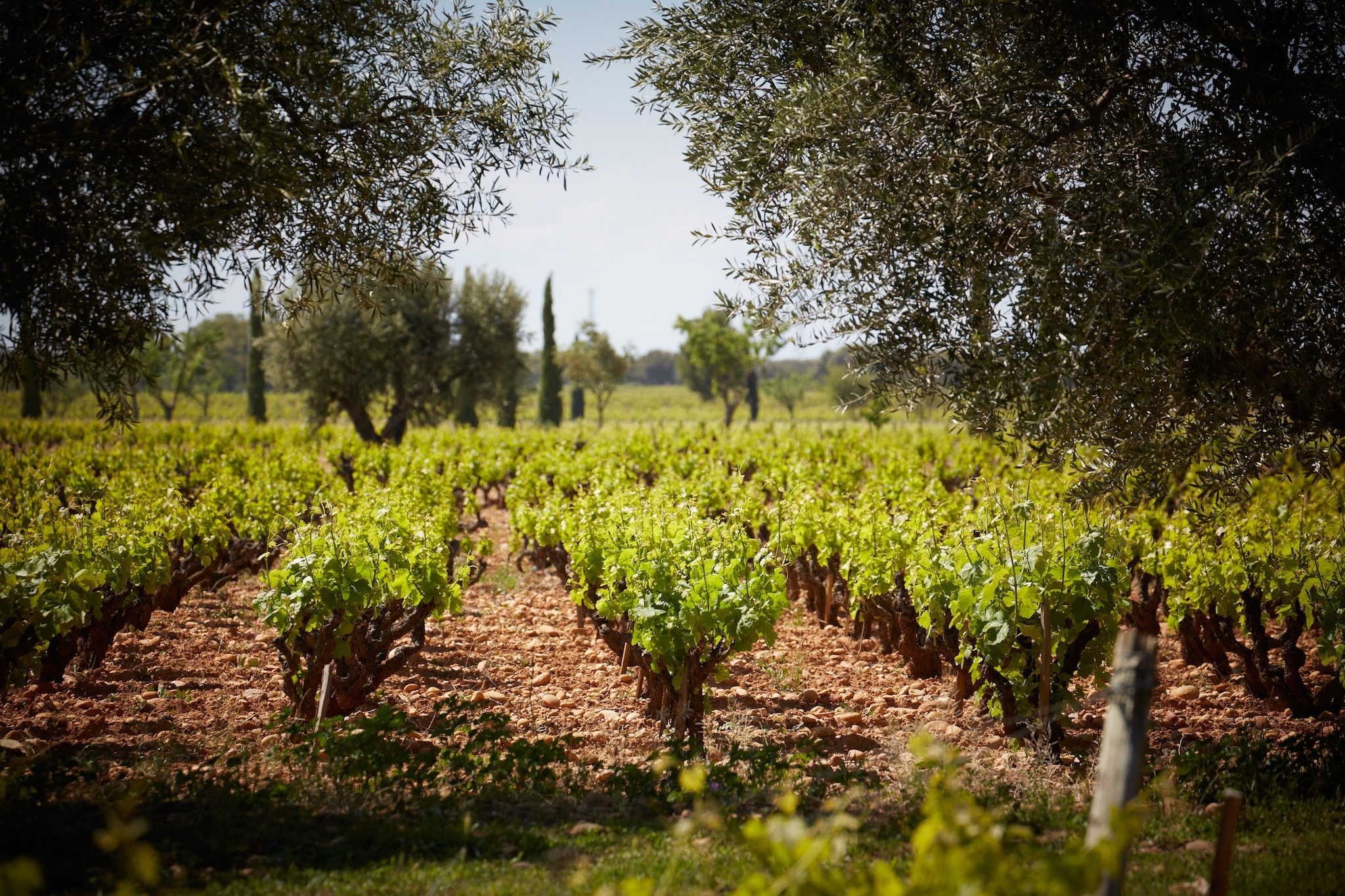 Les vignes 4