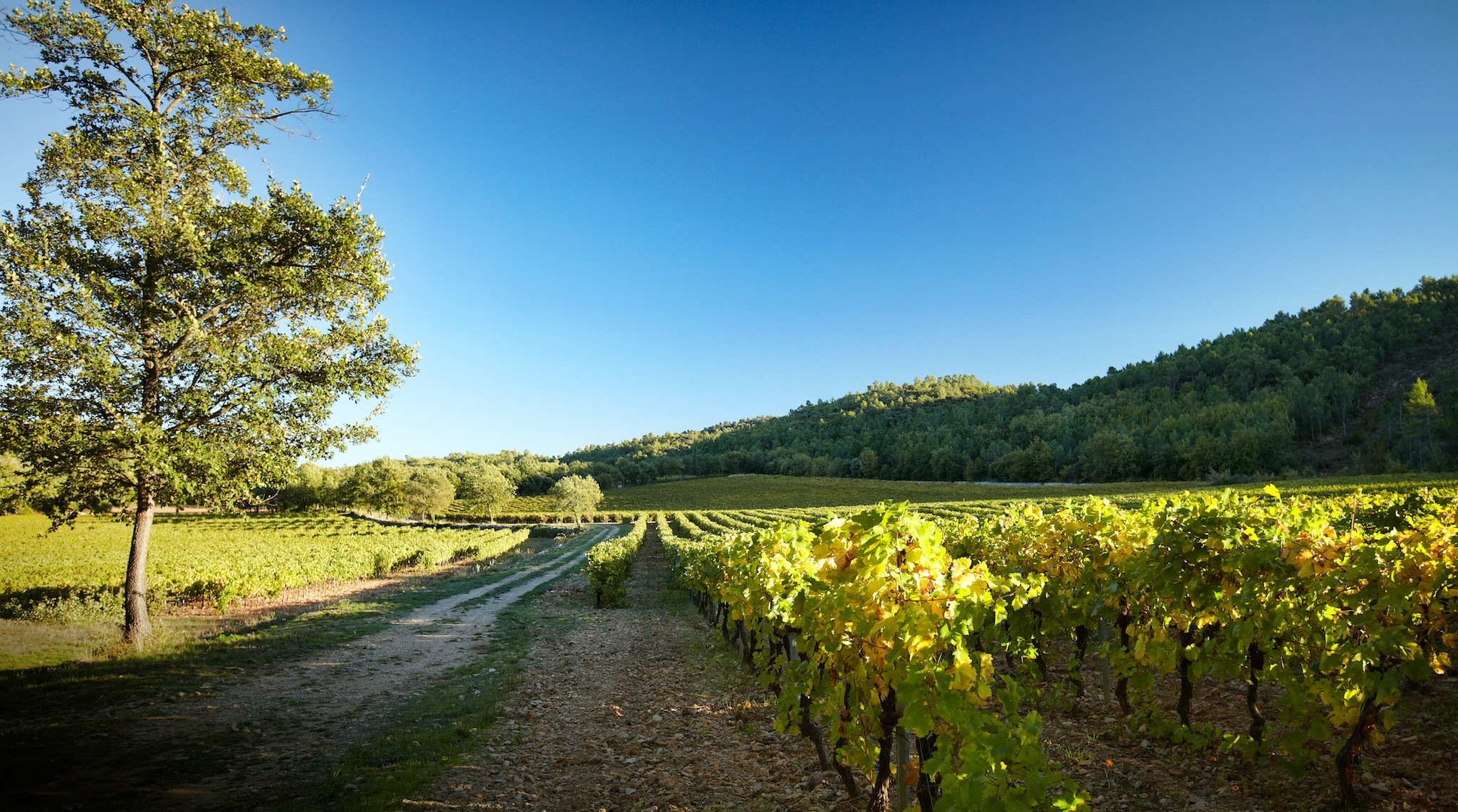 Vignes de Miraval 7